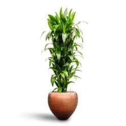 Metallic Couple Plant Pot - Matt Copper -Plant potted plants Dracaena Janet Craig Branched Hydroculture30 27 x 160cm Metallic Couple Plant Pot Matt Copper50 x 45cm 6863b7f2 1dec 4f0e 953e b766b09b6eba