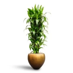 Dracaena Janet Craig - Branched - HydroCare -Plant potted plants Dracaena Janet Craig Branched Hydroculture30 27 x 160cm Metallic Couple Plant Pot Matt Honey 50 x 45cm
