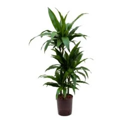 Dracaena Janet Craig - Multi Stem - HydroCare -Plant potted plants Dracaena Janet Craig Hydroculture Indoor Plant 3Stems Small
