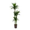 Dracaena Janet Craig - Multi Stem - HydroCare -Plant potted plants Dracaena Janet Craig Hydroculture Indoor Plant 3Stems Tall