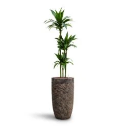 Luxe Lite Layer Partner Planter - Bronze 18 Luxe Lite Layer Partner Planter - Bronze -Plant potted plants Dracaena Janet Craig Multi Stem HydroCare Luxe Lite Layer Partner Planter Bronze 7846aa51 b752 48d4 881f 7c855e184dec