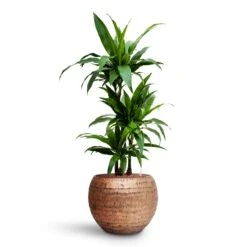Dracaena Janet Craig - Multi Stem - HydroCare -Plant potted plants Dracaena Janet Craig Multi Stem HydroCare Opus Hammered Globe Planter Gold