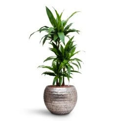 Opus Hammered Globe Planter - Silver -Plant potted plants Dracaena Janet Craig Multi Stem HydroCare Opus Hammered Globe Planter Silver cdd05c50 49cd 40ee a673 5d0d59fcc66d