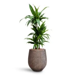 Dracaena Janet Craig - Multi Stem - HydroCare -Plant potted plants Dracaena Janet Craig Multi Stem HydroCare Opus Hit Darcy Planter Gold
