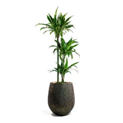 Opus Hit Darcy Planter - Gold 35 Opus Hit Darcy Planter - Gold -Plant potted plants Dracaena Janet Craig Multi Stem Hydroculture Opus Hit Darcy Planter Gold