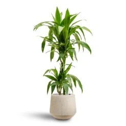 Dracaena Janet Craig - Multi Stem - HydroCare -Plant potted plants Dracaena Janet Craig Multi Stem Hydroculture2 stems Raindrop Tube Round Planter Stone 30 x 26cm