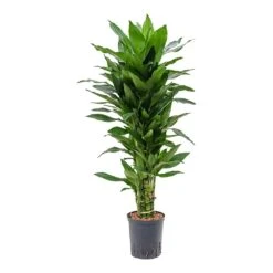 Dracaena Janet Lind - Branched - HydroCare -Plant potted plants Dracaena Janet Lind Branched Hydroculture Indoor Plant Small