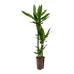 Dracaena Janet Lind - Multi Stem - HydroCare 16 Dracaena Janet Lind - Multi Stem - HydroCare -Plant potted plants Dracaena Janet Lind Hydroculture Indoor Plant 3Stems Small