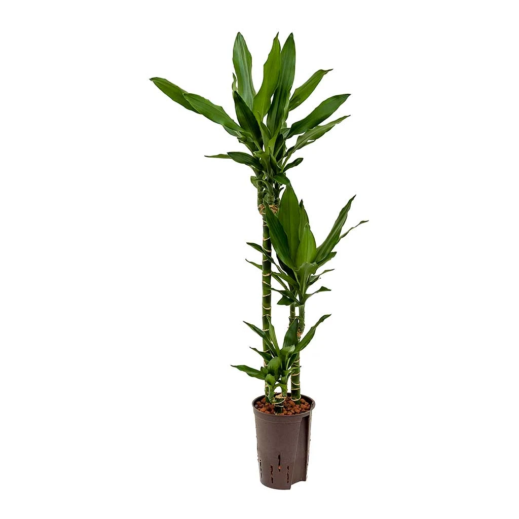 Dracaena Janet Lind - Multi Stem - HydroCare 7 Dracaena Janet Lind - Multi Stem - HydroCare - Image 5