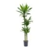 Dracaena Janet Lind - Multi Stem - HydroCare -Plant potted plants Dracaena Janet Lind Hydroculture Indoor Plant 3Stems Tall