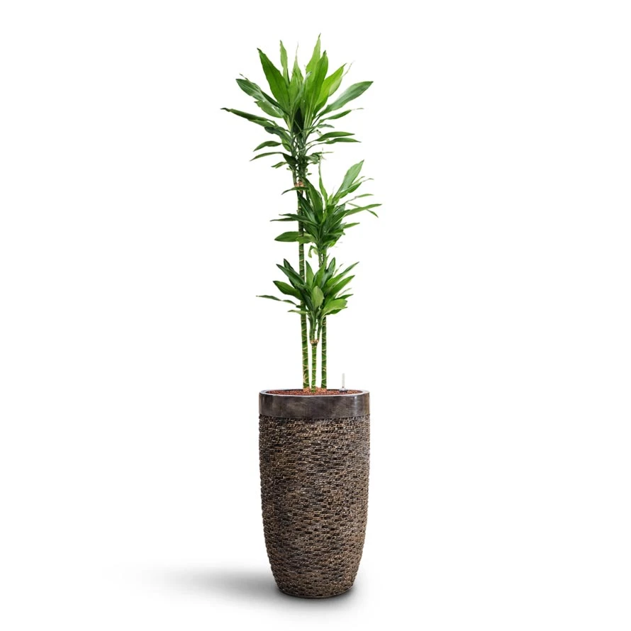 Dracaena Janet Lind - Multi Stem - HydroCare 6 Dracaena Janet Lind - Multi Stem - HydroCare - Image 4