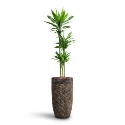 Luxe Lite Layer Partner Planter - Bronze 17 Luxe Lite Layer Partner Planter - Bronze -Plant potted plants Dracaena Janet Lind Multi Stem HydroCare Luxe Lite Layer Partner Planter Bronze 969a4eac 356c 46b2 a4e5 645d6698b90d