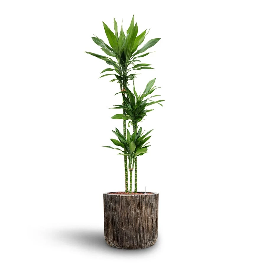 Dracaena Janet Lind - Multi Stem - HydroCare 9 Dracaena Janet Lind - Multi Stem - HydroCare - Image 7