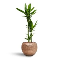 Dracaena Janet Lind - Multi Stem - HydroCare 17 Dracaena Janet Lind - Multi Stem - HydroCare -Plant potted plants Dracaena Janet Lind Multi Stem Hydroculture 3 stems Opus Hammered Globe Planter Gold 40 x 32cm