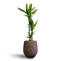 Dracaena Janet Lind - Multi Stem - HydroCare 20 Dracaena Janet Lind - Multi Stem - HydroCare -Plant potted plants Dracaena Janet Lind Multi Stem Hydroculture 3 stems Opus Hit Darcy Planter Gold 38 x 42cm
