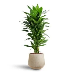 Dracaena Janet Lind - Branched - HydroCare -Plant potted plants Dracaena Janet Lind Multi Stem Hydroculture 3 stems Raindrop Tube Round Planter Stone 30 x 26cm