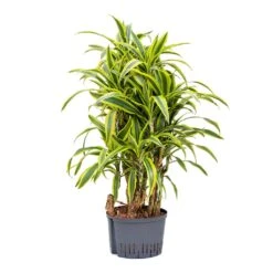 Dracaena Lemon Lime - Branched - HydroCare 9 Dracaena Lemon Lime - Branched - HydroCare -Plant potted plants Dracaena Lemon Lime Branched Hydroculture 25 19x110cm