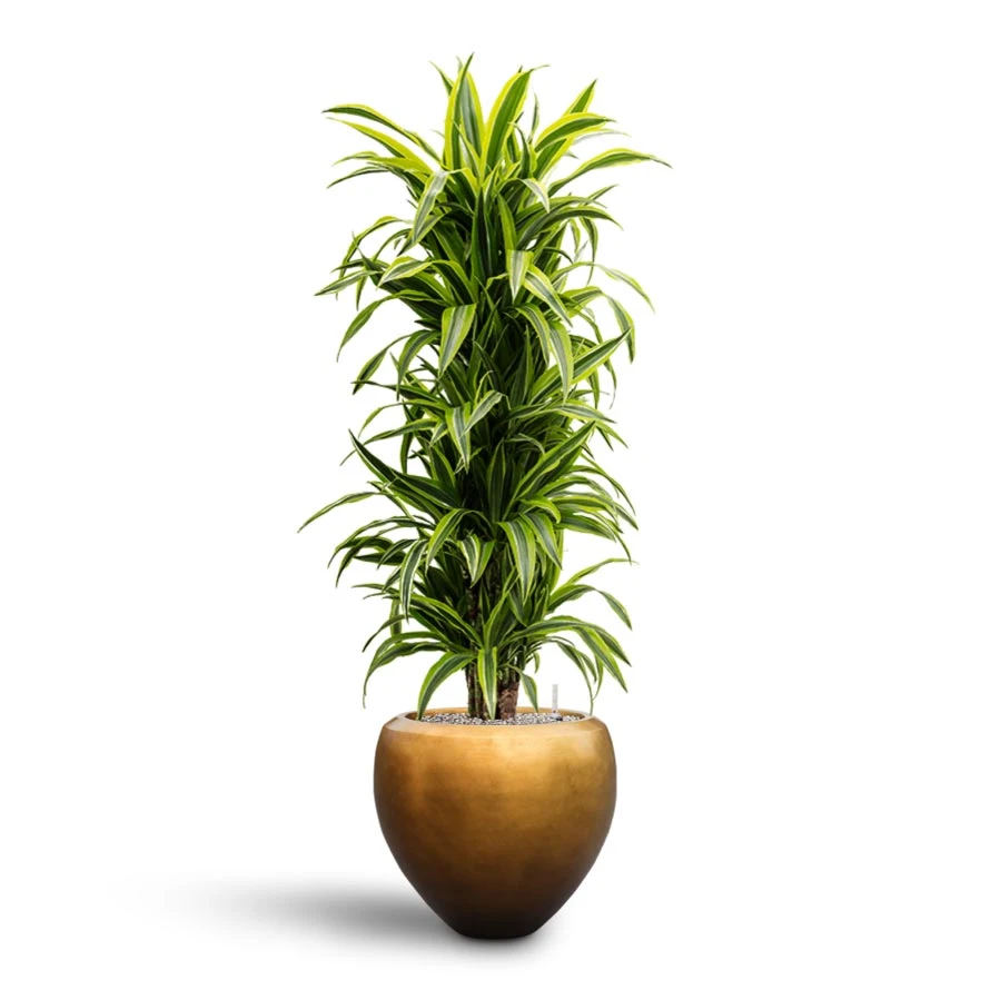Dracaena Lemon Lime - Branched - HydroCare 4 Dracaena Lemon Lime - Branched - HydroCare - Image 2