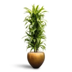 Metallic Couple Plant Pot - Matt Honey 12 Metallic Couple Plant Pot - Matt Honey -Plant potted plants Dracaena Lemon Lime Branched Hydroculture 31 28 x 130cm Metallic Couple Plant Pot Matt Honey 50 x 45cm 9ea39e1b 3b21 4612 9731 744dd39b1277