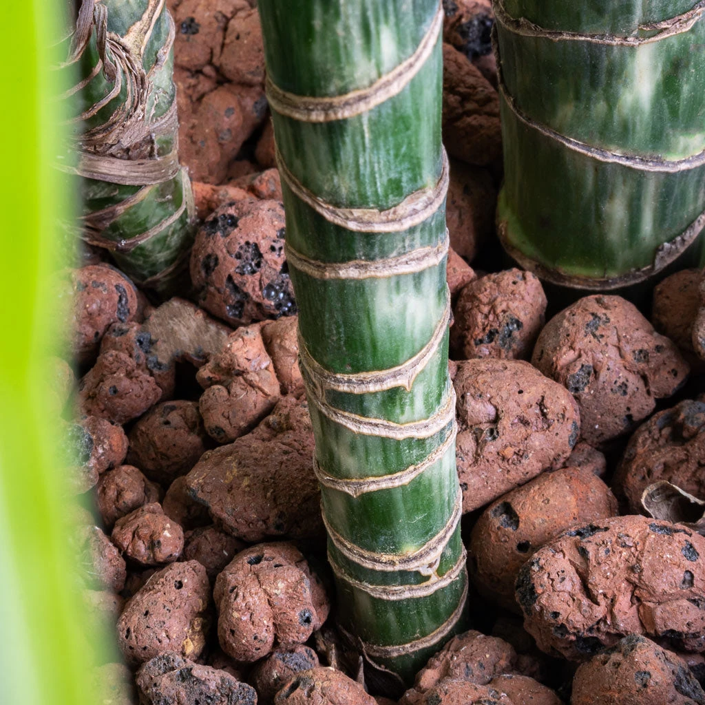 Dracaena Lemon Lime - Multi Stem - HydroCare 7 Dracaena Lemon Lime - Multi Stem - HydroCare - Image 5