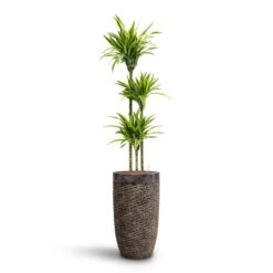 Luxe Lite Layer Partner Planter - Bronze 24 Luxe Lite Layer Partner Planter - Bronze -Plant potted plants Dracaena Lemon lime Multi Stem HydroCare Luxe Lite Layer Partner Planter Bronze 52202542 a43e 4d77 b176 6f82d57c5970