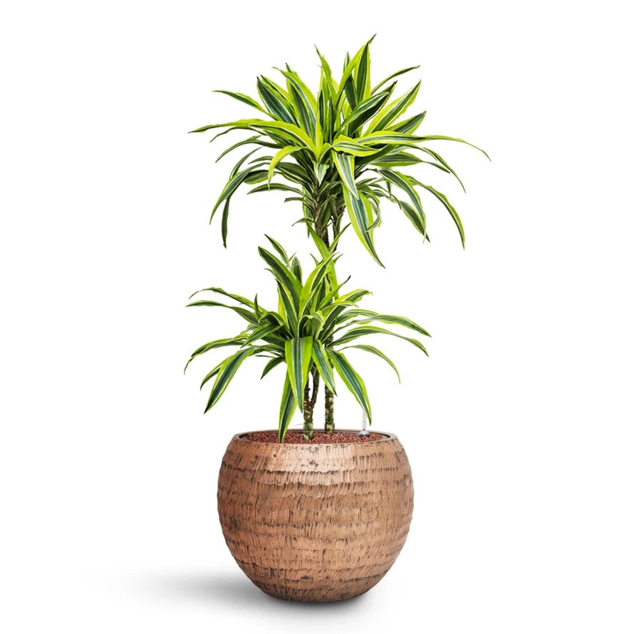 Dracaena Lemon Lime - Multi Stem - HydroCare 17 Dracaena Lemon Lime - Multi Stem - HydroCare - Image 15