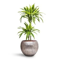 Opus Hammered Globe Planter - Silver -Plant potted plants Dracaena Lemon lime Multi Stem HydroCare Opus Hammered Globe Planter Silver 1229ad71 e5d4 40eb 8bcc b9cb8df8b72c
