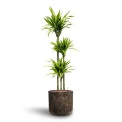 Dracaena Lemon Lime - Multi Stem - HydroCare 30 Dracaena Lemon Lime - Multi Stem - HydroCare -Plant potted plants Dracaena Lemon lime Multi Stem Hydroculture 18 19 x 135cm Luxe Lite Waterfall Cylinder Planter Bronze 40 x 38cm