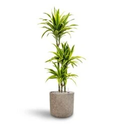 Dracaena Lemon Lime - Multi Stem - HydroCare 29 Dracaena Lemon Lime - Multi Stem - HydroCare -Plant potted plants Dracaena Lemon lime Multi Stem Hydroculture 21 20 x 125cm Charlie Plant Pot Grey Washed 25 x 24cm