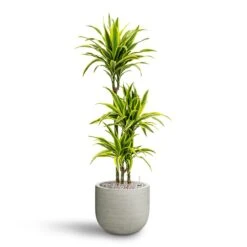 Dracaena Lemon Lime - Multi Stem - HydroCare 25 Dracaena Lemon Lime - Multi Stem - HydroCare -Plant potted plants Dracaena Lemon lime Multi Stem Hydroculture 21 20 x 125cm Cody Plant Pot Ridged Cement 28 x 25cm
