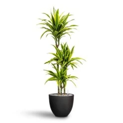 Dracaena Lemon Lime - Multi Stem - HydroCare 26 Dracaena Lemon Lime - Multi Stem - HydroCare -Plant potted plants Dracaena Lemon lime Multi Stem Hydroculture 21 20 x 125cm Coral Refined Planter Volcano Black 25 x 21 cm