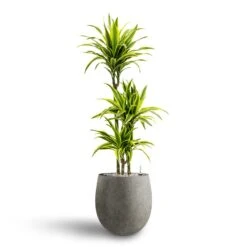 Dracaena Lemon Lime - Multi Stem - HydroCare 28 Dracaena Lemon Lime - Multi Stem - HydroCare -Plant potted plants Dracaena Lemon lime Multi Stem Hydroculture 21 20 x 125cm Grigio Balloon Plant Pot Natural Concrete 30 x 30 cm