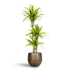 Ryan Plant Pot - Shiny Gold -Plant potted plants Dracaena Lemon lime Multi Stem Hydroculture 21 20 x 125cm Ryan Plant Pot Shiny Gold 31 x 28 cm 88583960 45b7 4431 8b35 91dbac6f509c