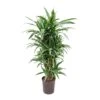 Dracaena Warneckii - Branched - HydroCare -Plant potted plants Dracaena Warneckii Branched Hydroculture Indoor Plant