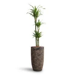 Luxe Lite Layer Partner Planter - Bronze 20 Luxe Lite Layer Partner Planter - Bronze -Plant potted plants Dracaena Warneckii Multi Stem HydroCare Luxe Lite Layer Partner Planter Bronze c939cab1 c447 465e aa52 94f865d44c2d
