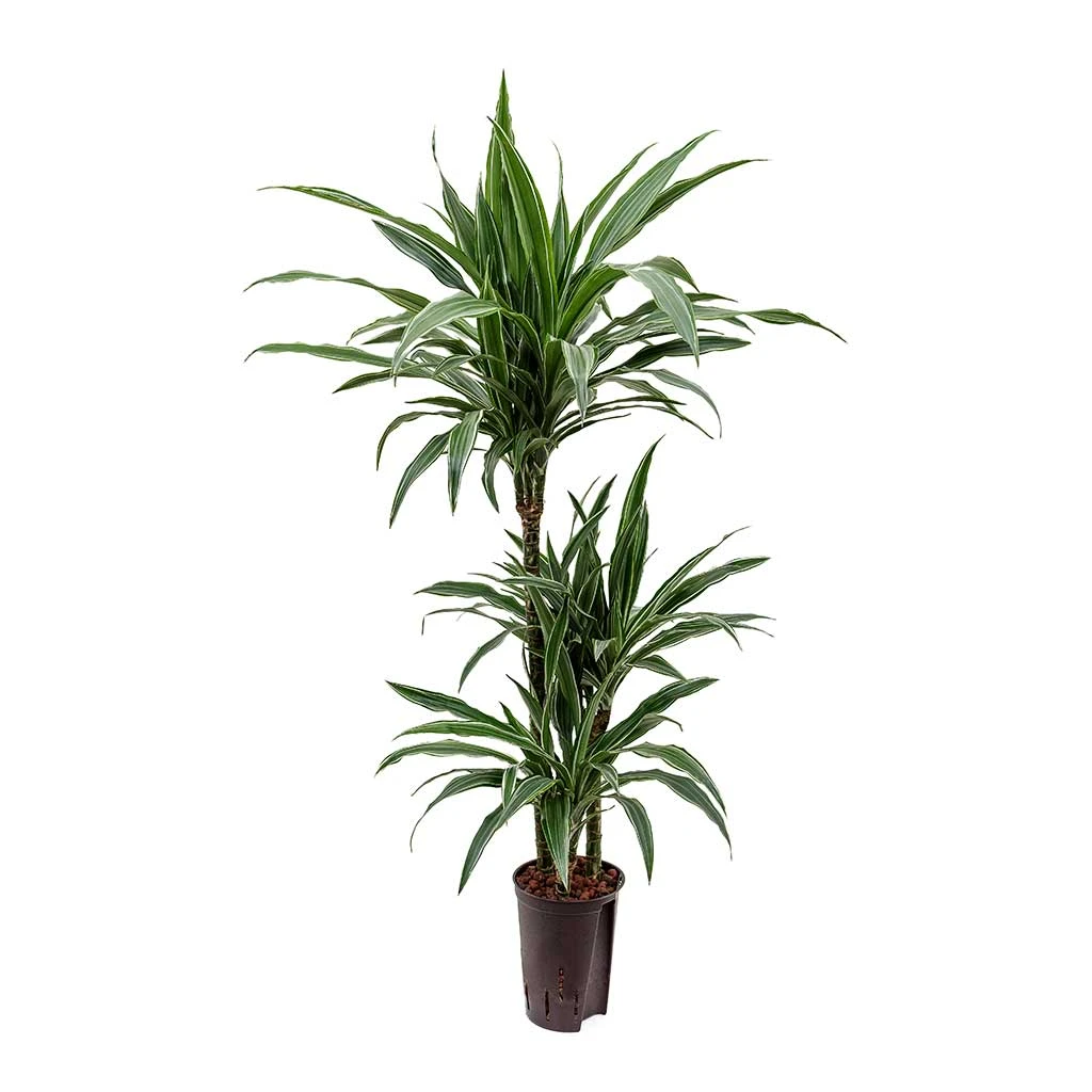 Dracaena Warneckii - Multi Stem - HydroCare 3 Dracaena Warneckii - Multi Stem - HydroCare