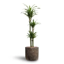 Luxe Lite Waterfall Cylinder Planter - Bronze 33 Luxe Lite Waterfall Cylinder Planter - Bronze -Plant potted plants Dracaena Warneckii Multi Stem Hydroculture Luxe Lite Waterfall Cylinder Planter Bronze e0faf6f9 2e8e 4a49 8afc fc1a95e0e1e0