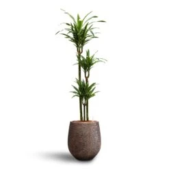 Dracaena Warneckii - Multi Stem - HydroCare 12 Dracaena Warneckii - Multi Stem - HydroCare -Plant potted plants Dracaena Warneckii Multi Stem Hydroculture Opus Hit Darcy Planter Gold