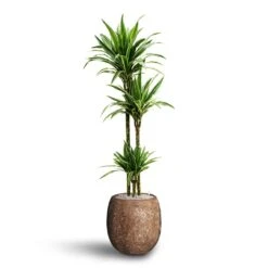 Polystone Coated Plain Balloon Planter - Rock 16 Polystone Coated Plain Balloon Planter - Rock -Plant potted plants Dracaena Warneckii Multi Stem Hydroculture Polystone Coated Plain Balloon Planter Rock 0c077481 2306 4b4b 8151 53dca355a9f8