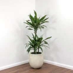 Dracaena Deremensis Warneckii - Multi Stem -Plant potted plants Dracaena deremensis Warneckii Balloon Plant Pot White Concrete
