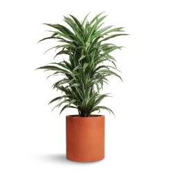 Dracaena Deremensis Warneckii - Branched -Plant potted plants Dracaena deremensis Warneckii Branched 24x90cm Max Refined Planter Canyon Orange 29x29.5cm e45807ea 2b5b 4ac1 8804 6e089714097f