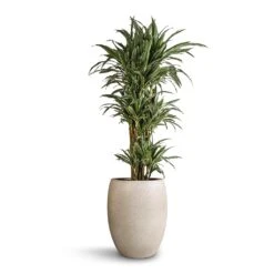 Dracaena Deremensis Warneckii - Branched -Plant potted plants Dracaena deremensis Warneckii Branched 27 x 120cm Grigio Tall Balloon Planter Antique White Concrete 40 x 50cm
