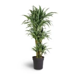 Dracaena Deremensis Warneckii - Branched -Plant potted plants Dracaena deremensis Warneckii Branched 27x120cm