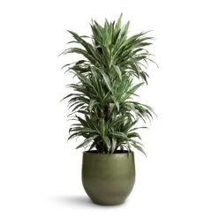 Dracaena Deremensis Warneckii - Branched -Plant potted plants Dracaena deremensis Warneckii Branched 27x120cm Zembla Plant Pot Green 35x32cm