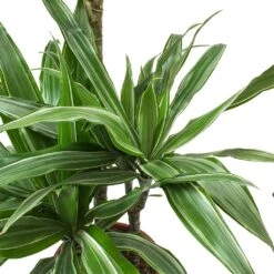 Dracaena Deremensis Warneckii - Multi Stem -Plant potted plants Dracaena deremensis Warneckii Leaves