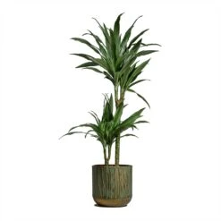 Dracaena Deremensis Warneckii - Multi Stem -Plant potted plants Dracaena deremensis Warneckii Multi Stem 19x90cm 2 stems Caro Metal Plant Pots Set of 6 Copper Green