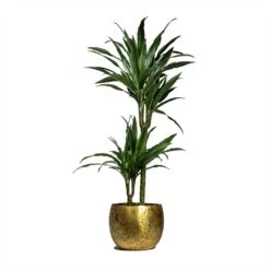 Dracaena Deremensis Warneckii - Multi Stem -Plant potted plants Dracaena deremensis Warneckii Multi Stem 19x90cm 2 stems Ellen Metal Plant Pots Set of 3 Brass