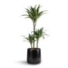 Dracaena Deremensis Warneckii - Multi Stem -Plant potted plants Dracaena deremensis Warneckii Multi Stem 21x105 3 stems Akemi Plant Pot Carbon Black 27x25cm