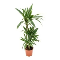 Dracaena Deremensis Warneckii - Multi Stem -Plant potted plants Dracaena deremensis Warneckii Multi Stem