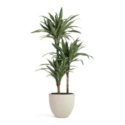 Coral Refined Planter - Natural White -Plant potted plants Dracaena deremensis Warneckii Multi Stem Coral Refined Planter Natural White